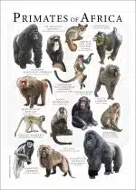 Primates of Africa