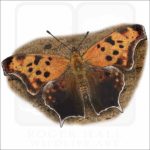 Question Mark Butterfly illustration