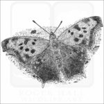 Question Mark Butterfly