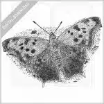 Question Mark Butterfly