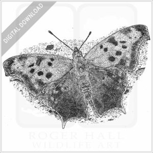 Question Mark Butterfly