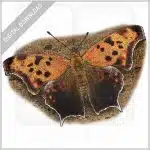 Question Mark Butterfly illustration