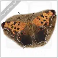 Question Mark Butterfly illustration