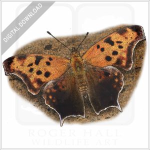 Question Mark Butterfly illustration