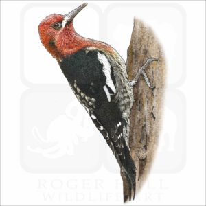 Red-Breasted Sapsucker illustration