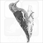 Red-Breasted Sapsucker