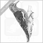 Red-Breasted Sapsucker