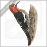 Red-Breasted Sapsucker stock image