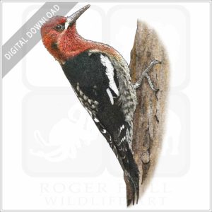 Red-Breasted Sapsucker stock image