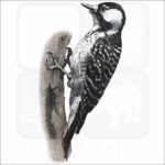 Red-Cockaded Woodpecker illustration