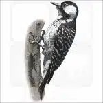 Red-Cockaded Woodpecker illustration