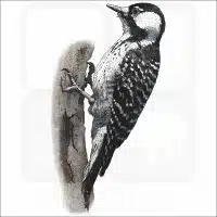 Red-Cockaded Woodpecker illustration