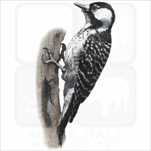 Red-Cockaded Woodpecker illustration