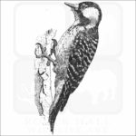 Red-Cockaded Woodpecker