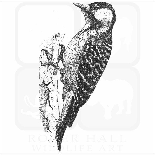 Red-Cockaded Woodpecker