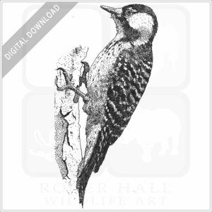 Red-Cockaded Woodpecker