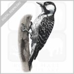 Red-Cockaded Woodpecker stock image