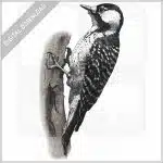Red-Cockaded Woodpecker stock image