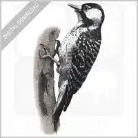 Red-Cockaded Woodpecker stock image