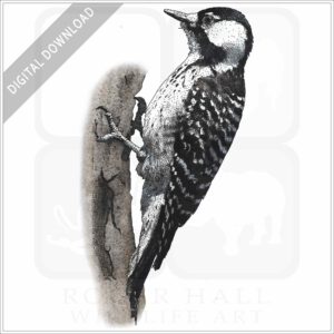 Red-Cockaded Woodpecker stock image