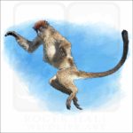 Zanzibar Red Colobus Monkey illustration