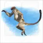 Zanzibar Red Colobus Monkey illustration