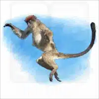 Zanzibar Red Colobus Monkey illustration