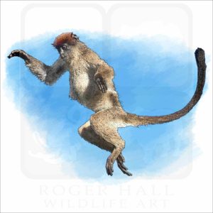 Zanzibar Red Colobus Monkey illustration