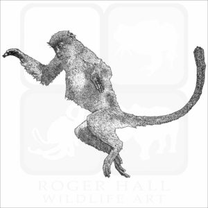 Zanzibar Red Colobus Monkey