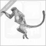 Zanzibar Red Colobus Monkey