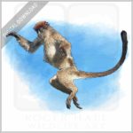 Zanzibar Red Colobus Monkey stock image