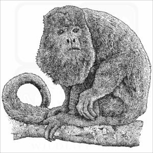 Columbian Red Howler Monkey