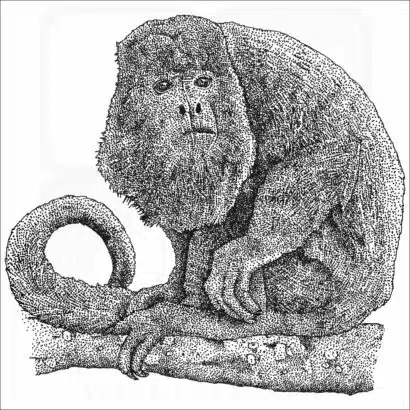 Columbian Red Howler Monkey