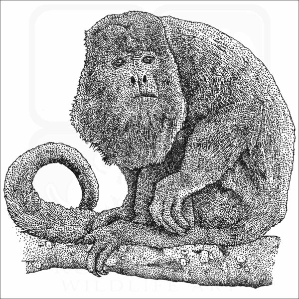 Columbian Red Howler Monkey