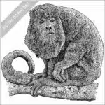 Columbian Red Howler Monkey
