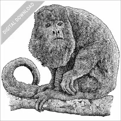 Columbian Red Howler Monkey