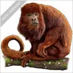 Columbian Red Howler Monkey stock image