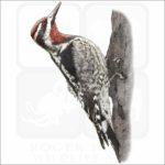 Red-Naped Sapsucker illustration
