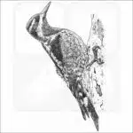 Red-Naped Sapsucker