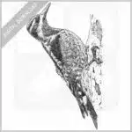 Red-Naped Sapsucker
