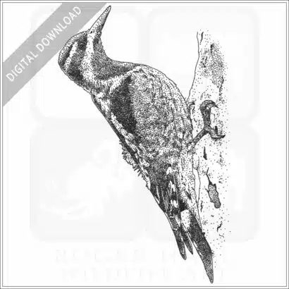Red-Naped Sapsucker