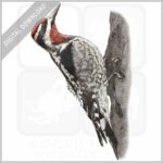 Red-Naped Sapsucker stock image