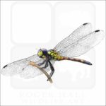 Red Swamp Dragon Dragonfly illustration