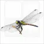 Red Swamp Dragon Dragonfly illustration