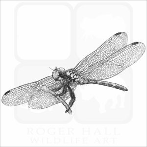 Red Swamp Dragon Dragonfly