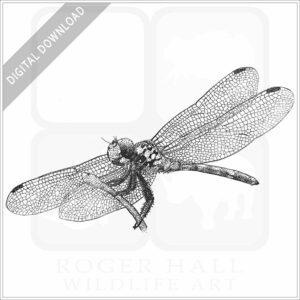 Red Swamp Dragon Dragonfly