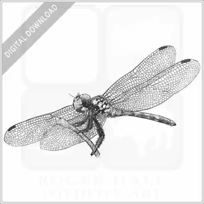 Red Swamp Dragon Dragonfly