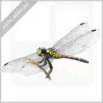 Red Swamp Dragon Dragonfly stock image