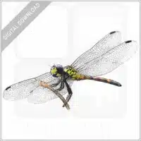 Red Swamp Dragon Dragonfly stock image