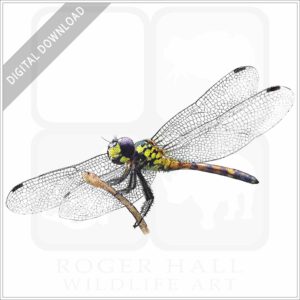 Red Swamp Dragon Dragonfly stock image